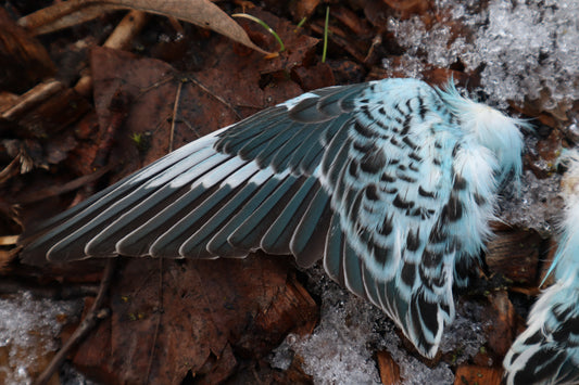 Reserved For Sammy - Dry Preserved Parakeet Wings