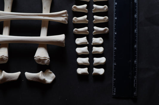 Whitetail Fawn Bone Lot