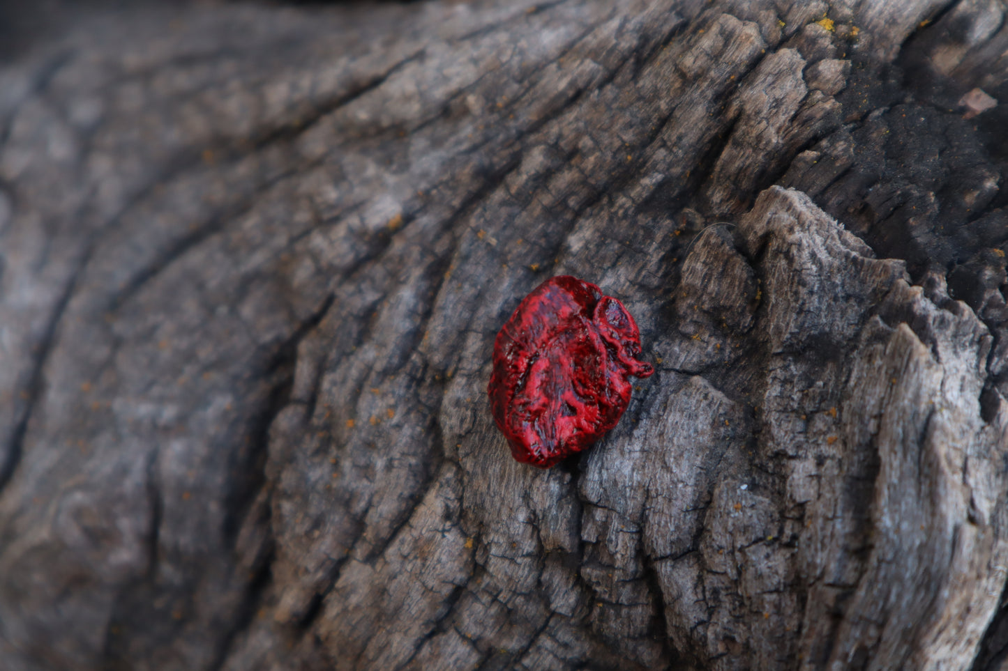Dry Preserved Fetal Piglet Heart