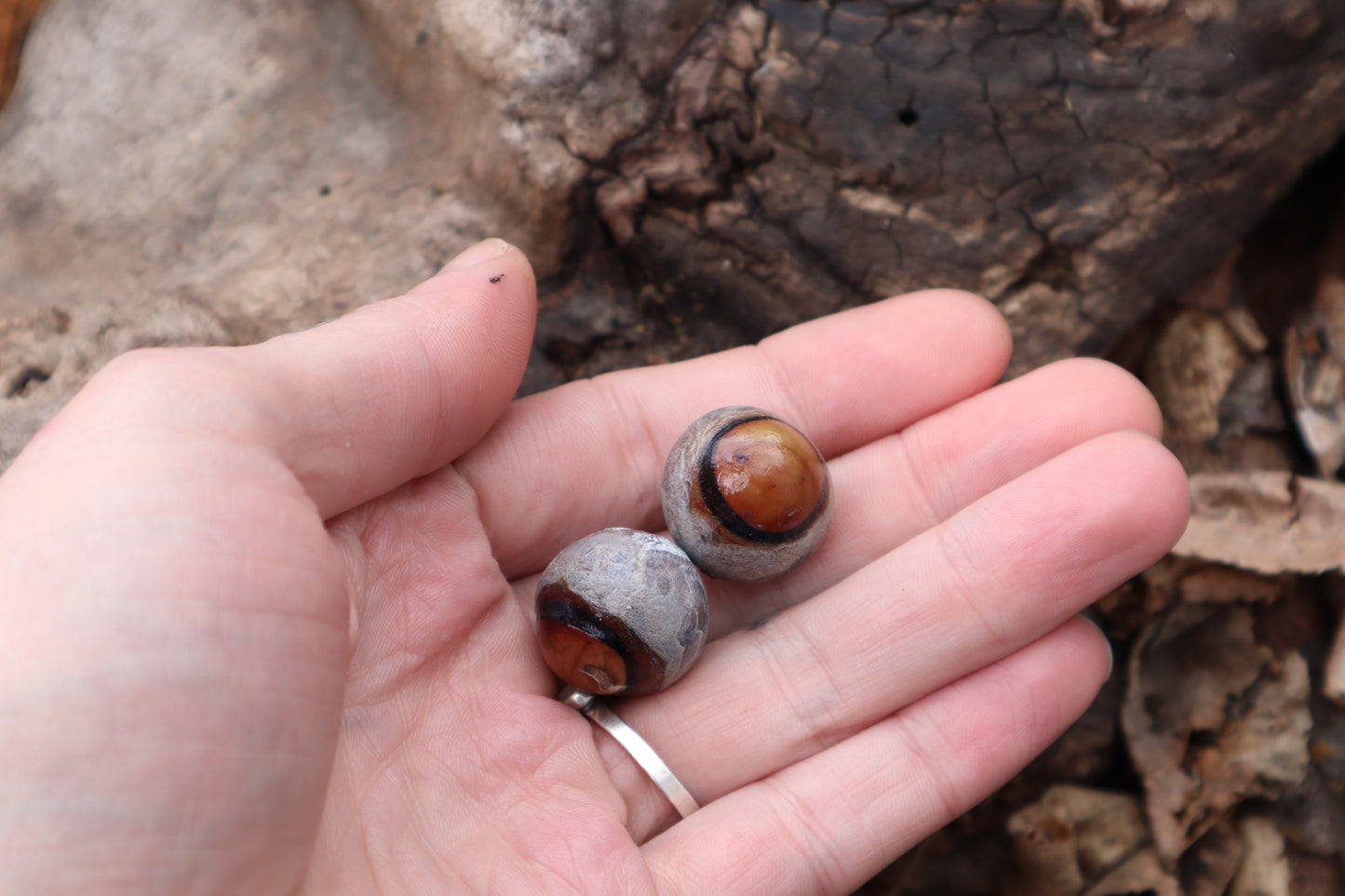 Dry Preserved Coyote Eyeballs