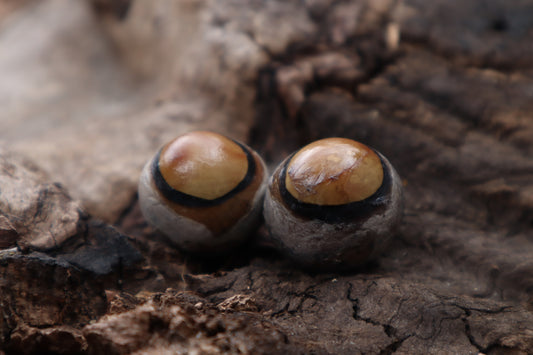 Dry Preserved Coyote Eyeballs