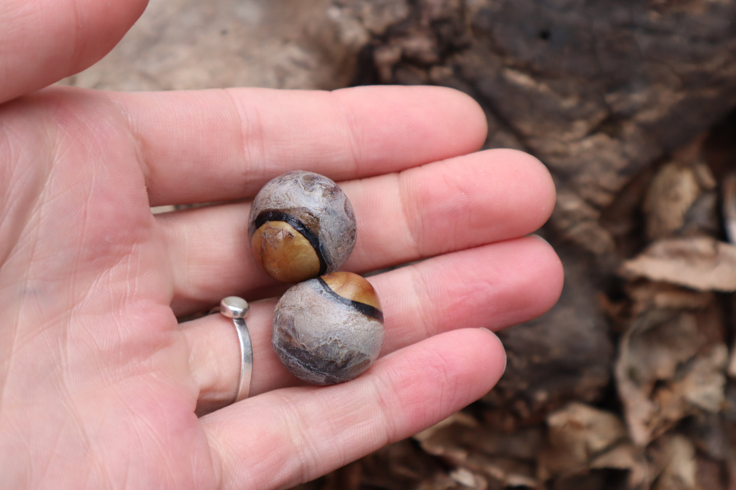 Dry Preserved Coyote Eyeballs