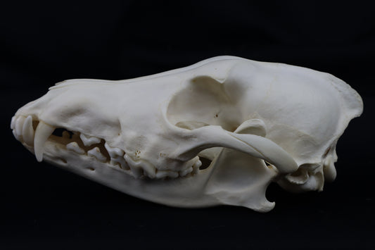 Hyperdontia Coyote Skull