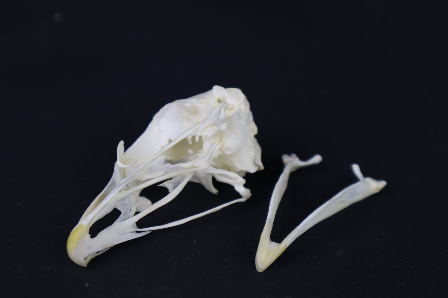Chicken Skull
