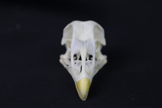 Chicken Skull