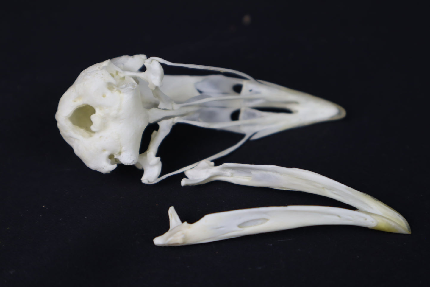 Chicken Skull