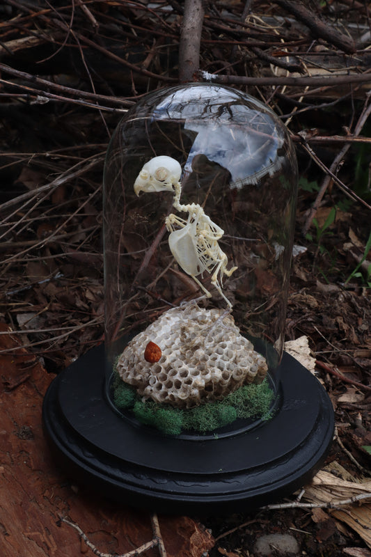 Articulated Parakeet Skeleton with Sclerotic Rings