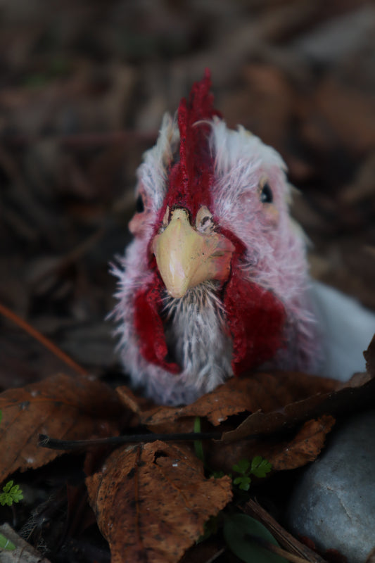 Taxidermy Chicken Head