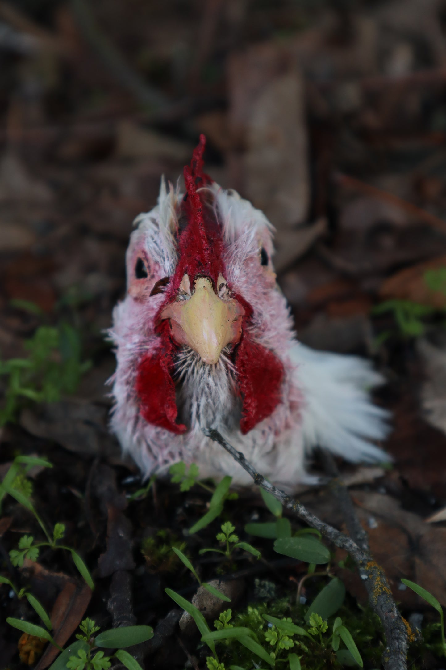 Taxidermy Chicken Head