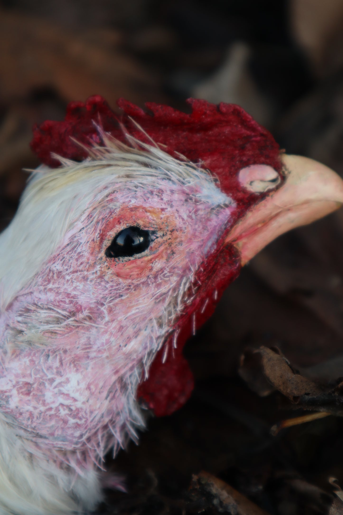 Taxidermy Chicken Head