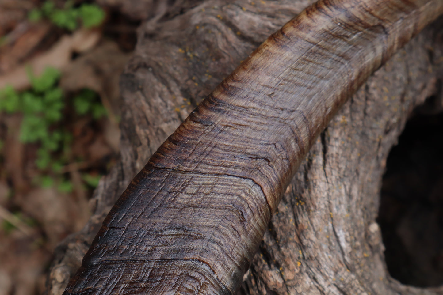 Goat Horns - Pair