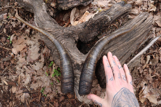 Reserved for Kaitlyn Michelle - Goat Horns - Pair