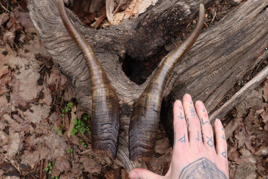 Goat Horns - Pair