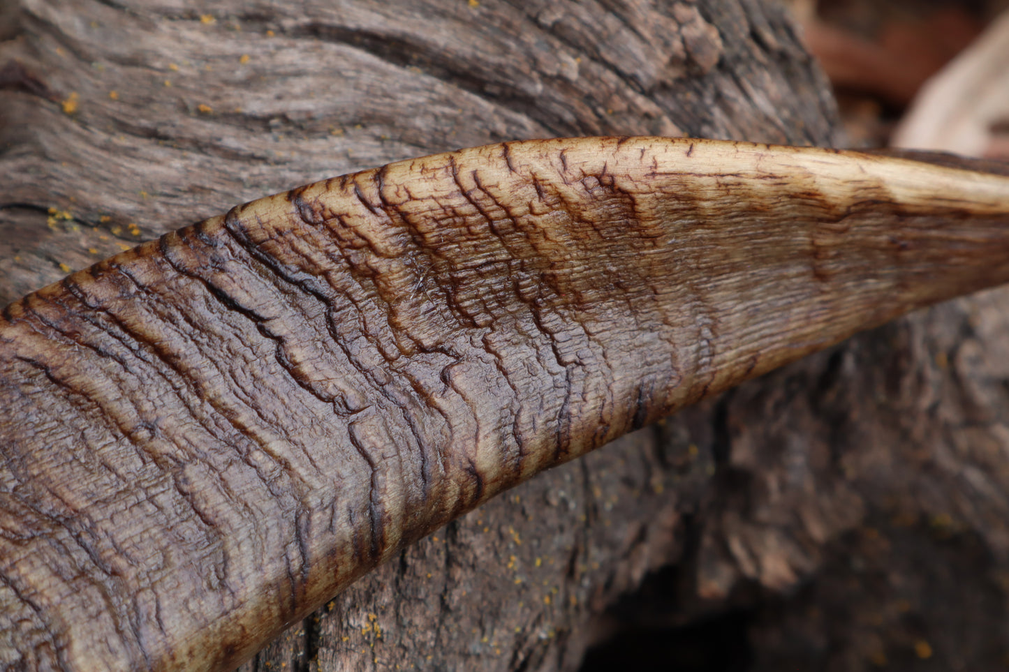 Goat Horns - Pair