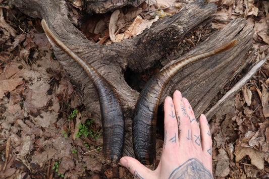 Goat Horns - Pair