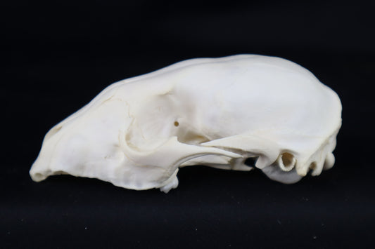 Craft Raccoon Skull