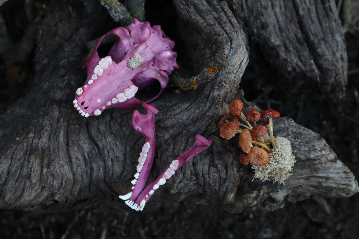 Naturally Stained Raccoon Skullpture