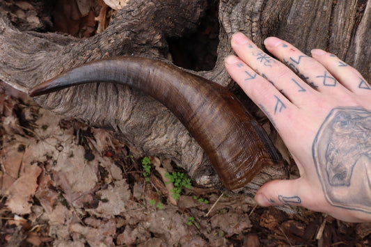 Goat Horn - Single