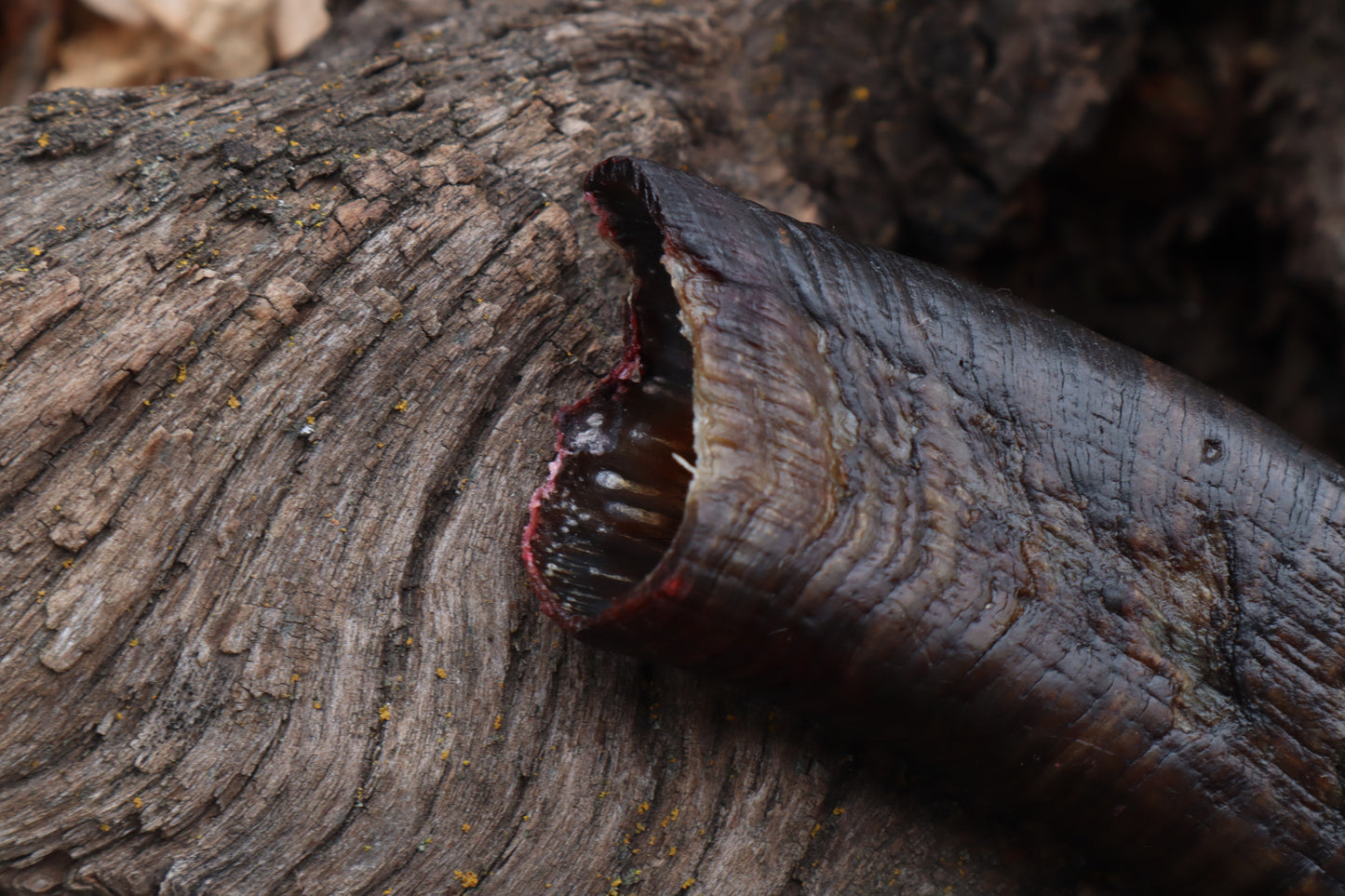 Goat Horn - Single