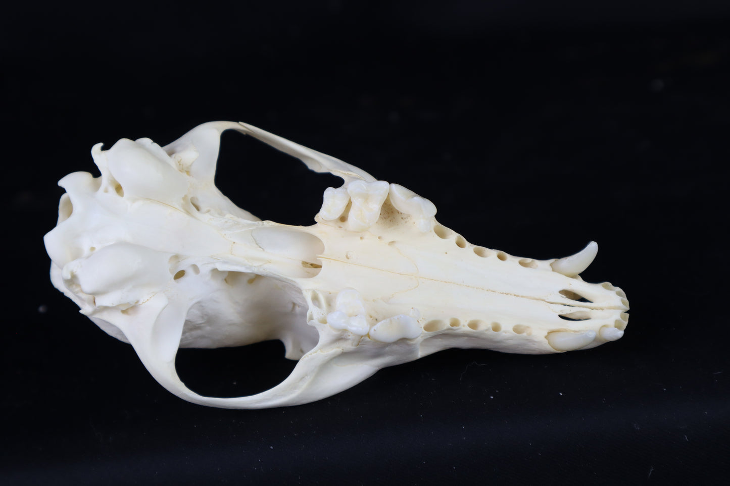 Craft Red Fox Skull