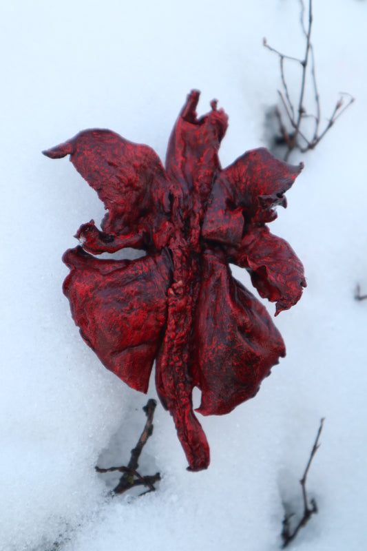 Dry Preserved Red Fox Lungs