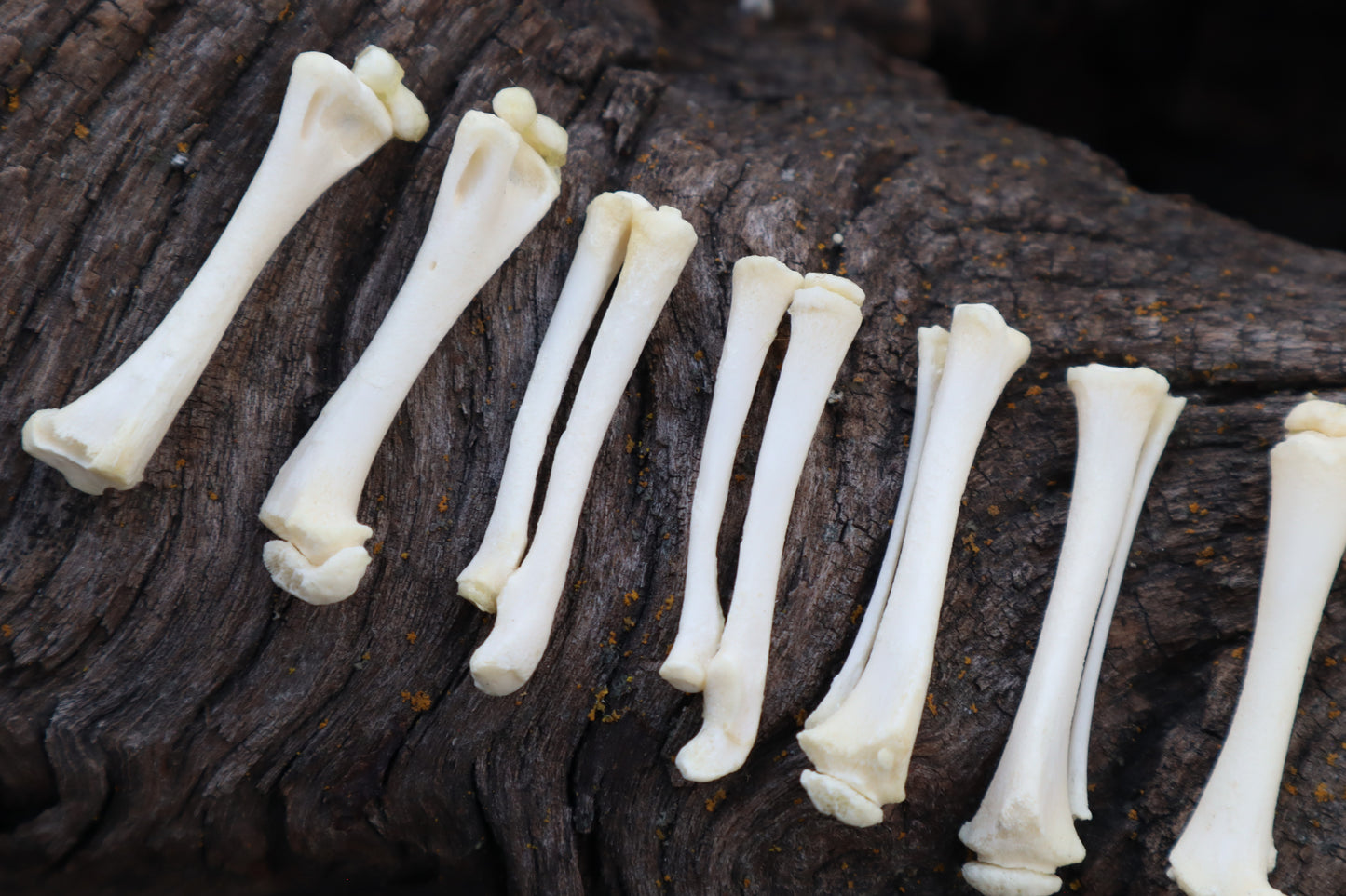 Kitten Bone Lot