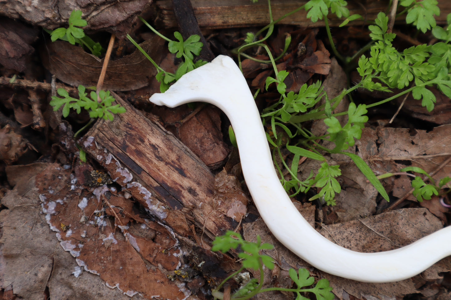 Elk Bone Offering Spoon