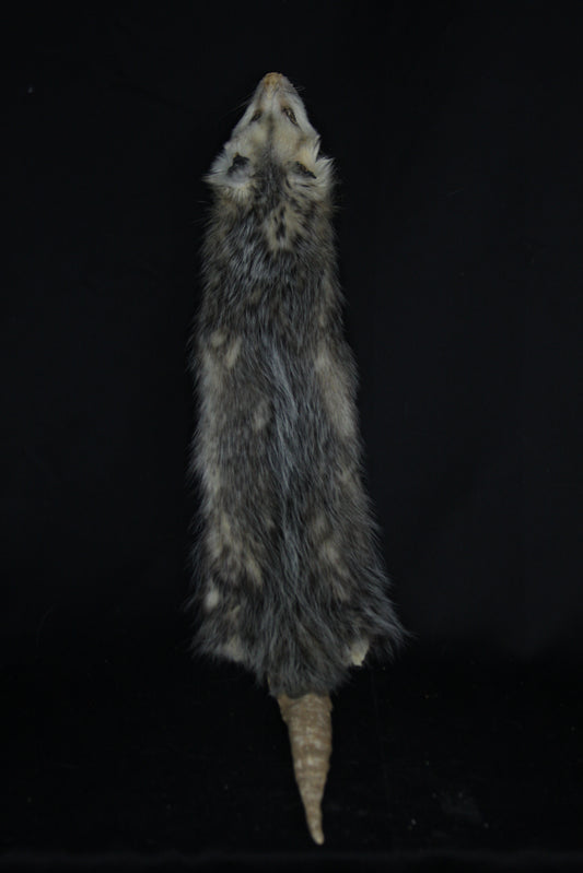Opossum Wall Hanger