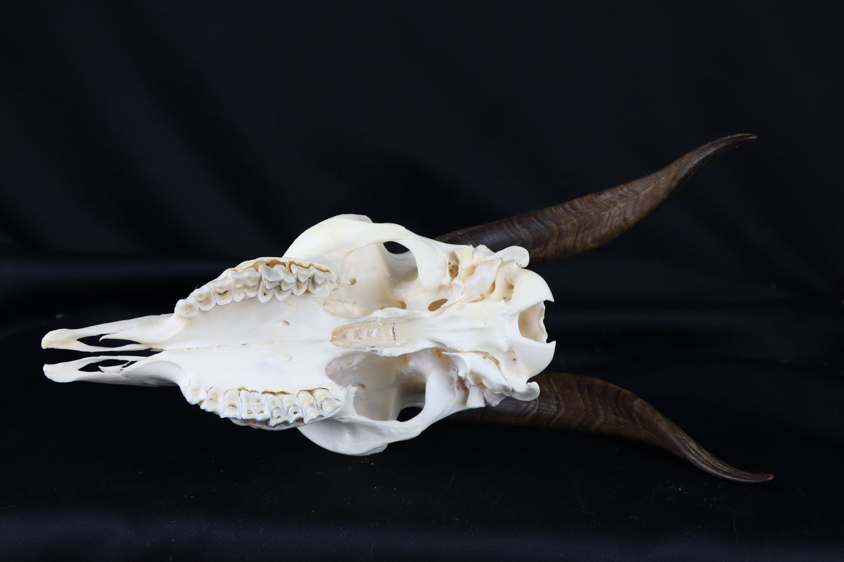 Medium Horned Goat Skull – Freyja's Forest