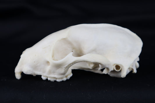Craft Raccoon Skull