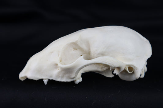 Craft Raccoon Skull