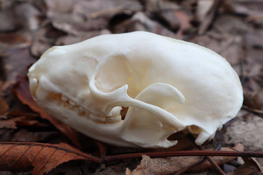 Pathological Raccoon Skull