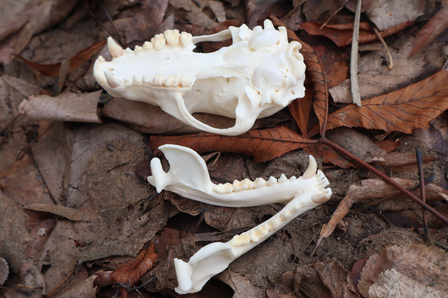 Pathological Raccoon Skull