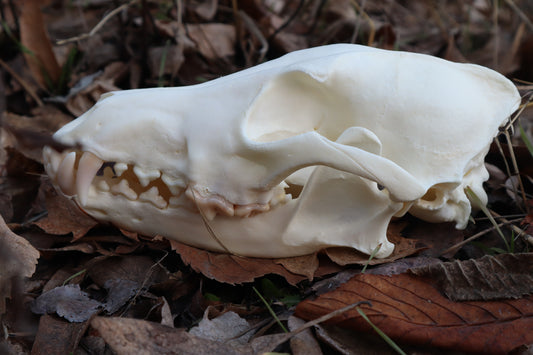 Coyote Skull