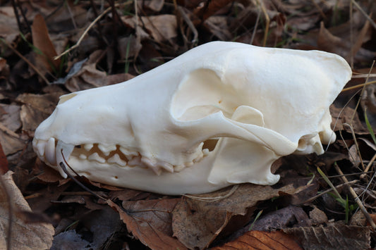 XL Pathological Coyote Skull