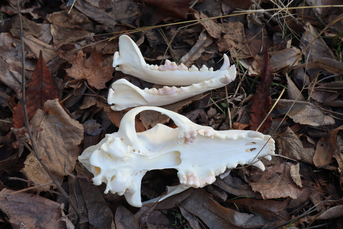 XL Pathological Coyote Skull