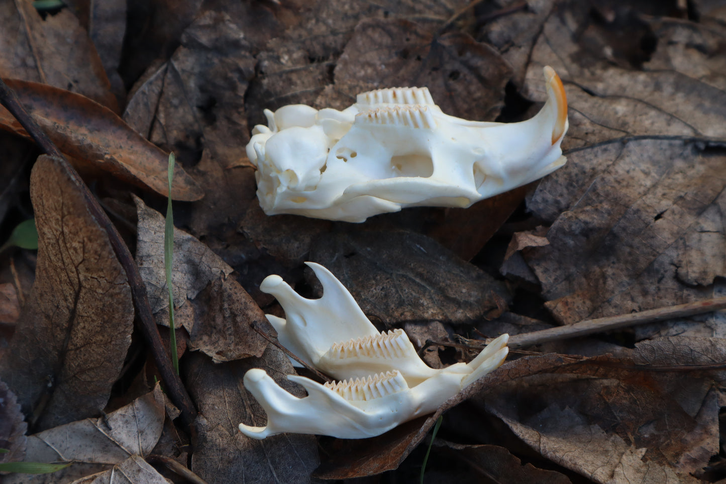Muskrat Skull