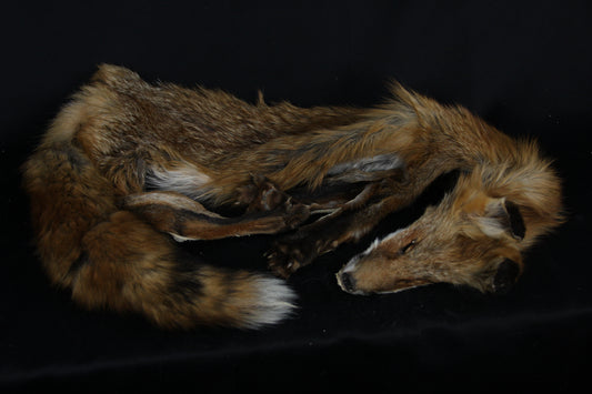Lifesize Red Fox Wall Hanger