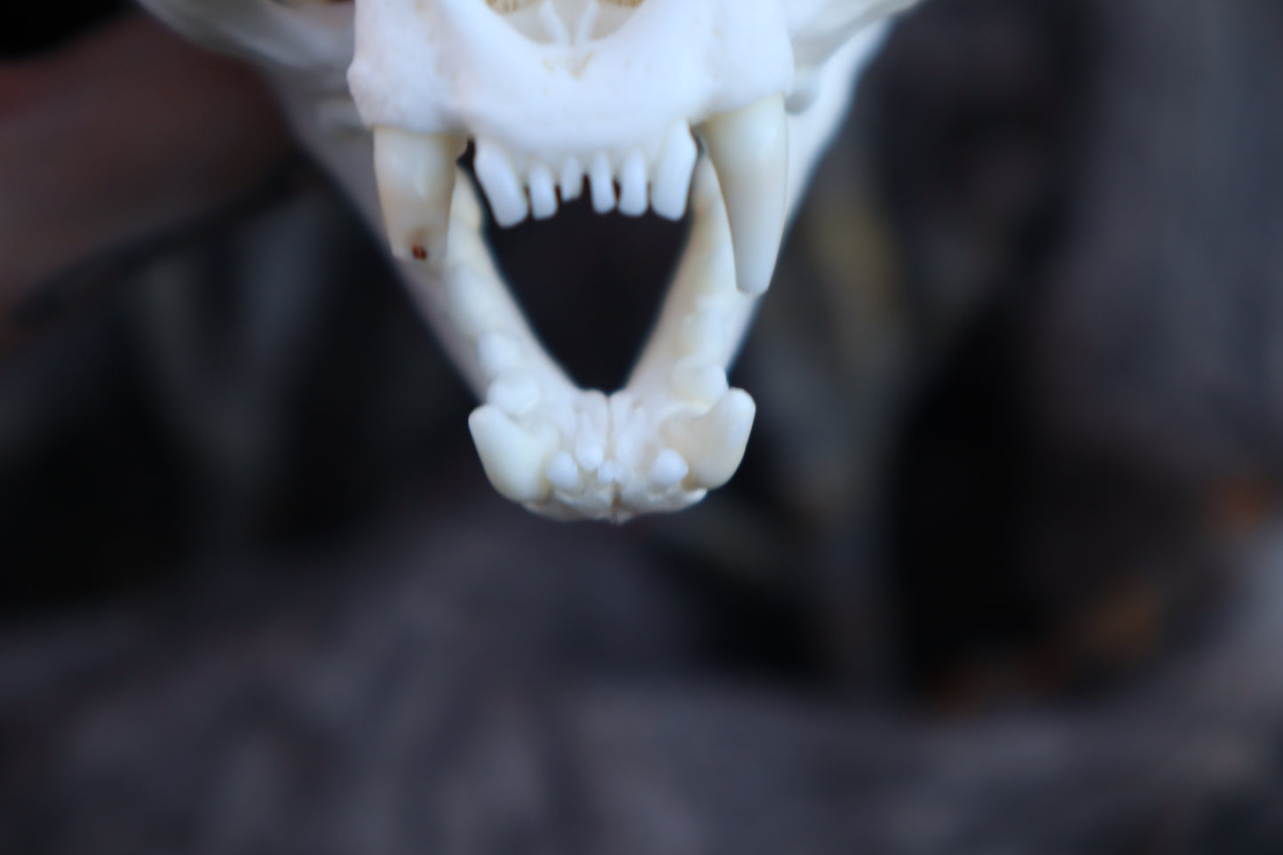 River Otter Skull