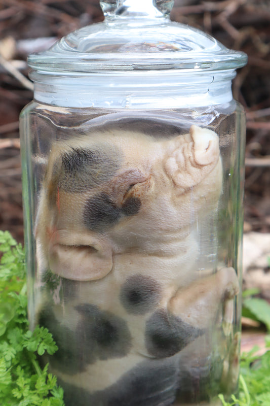 Piglet Wet Specimen