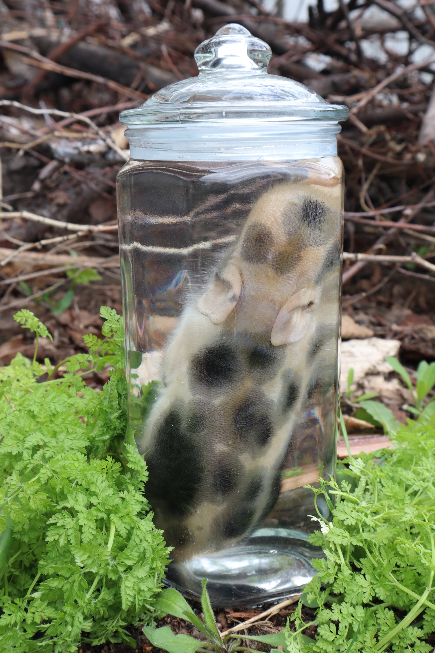 Piglet Wet Specimen