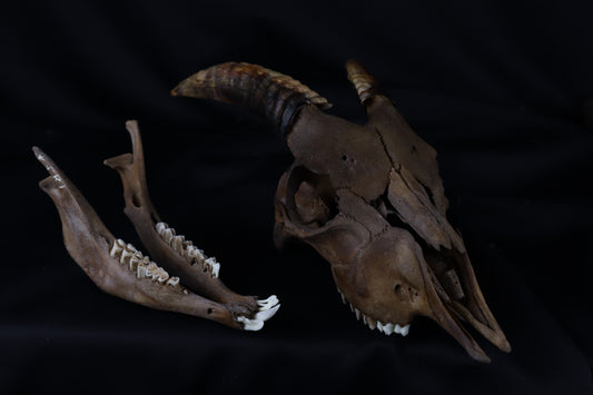 Fyri Stained Goat Skull