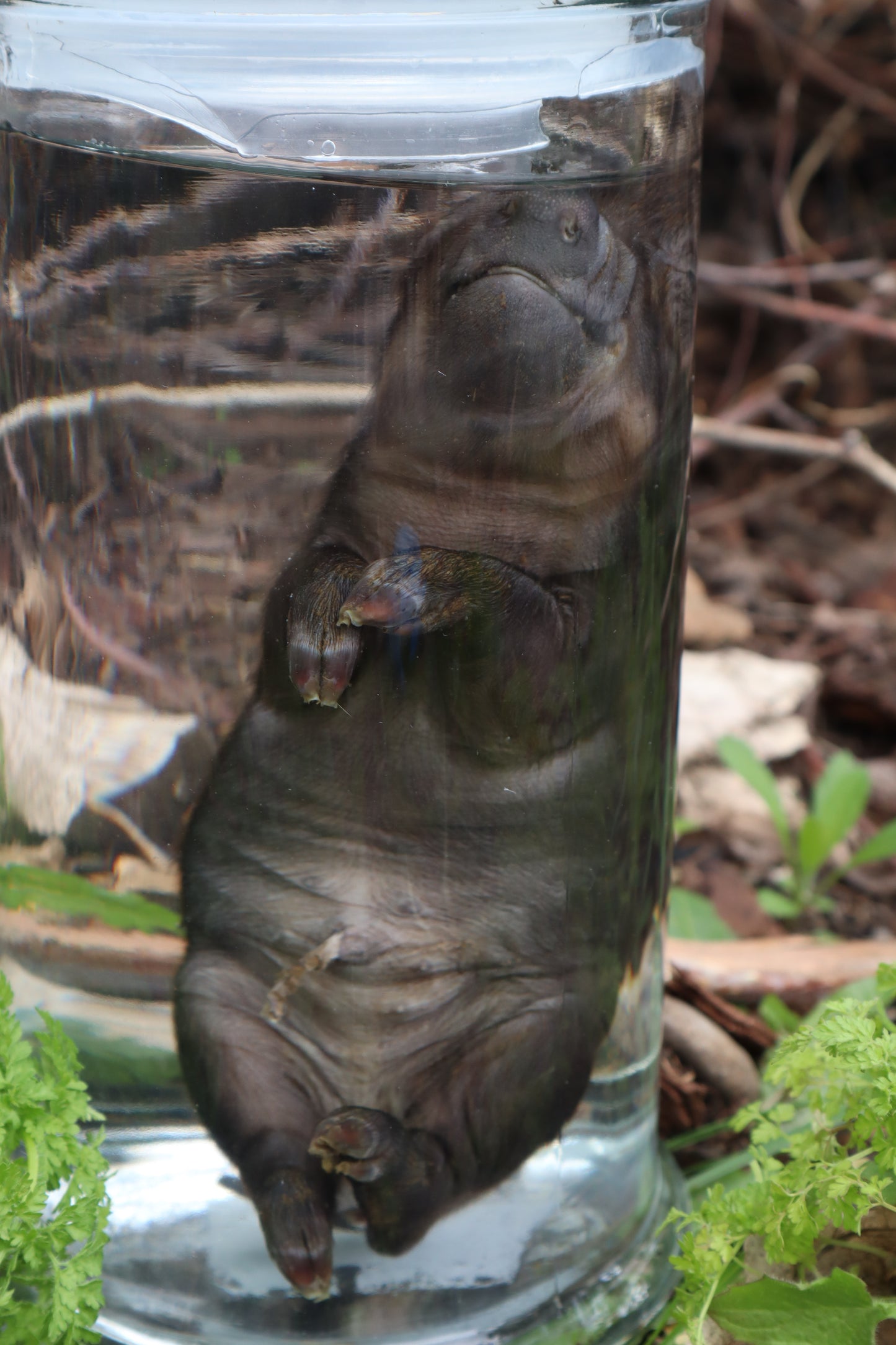 Piglet Wet Specimen