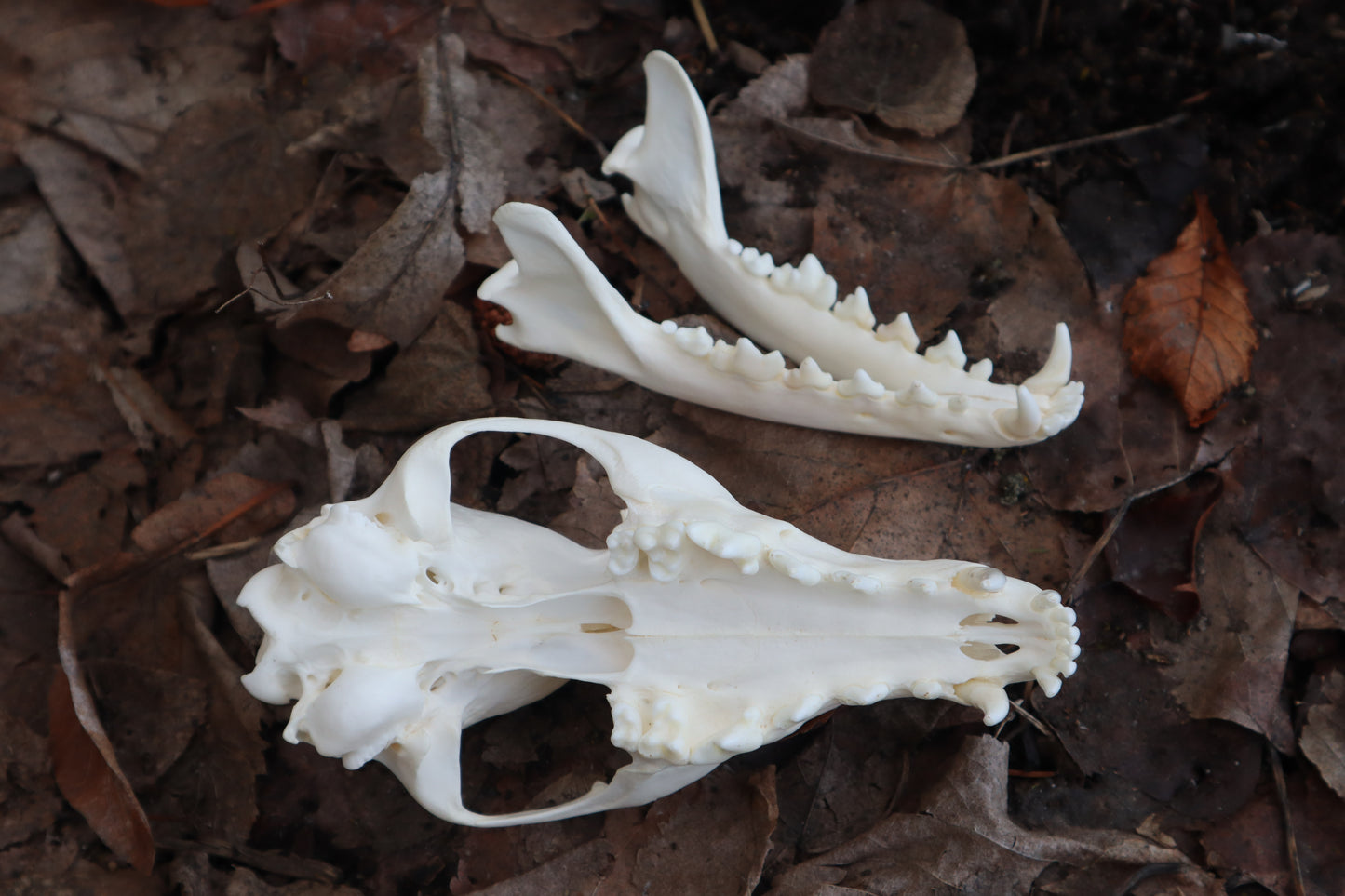 Red Fox Skull