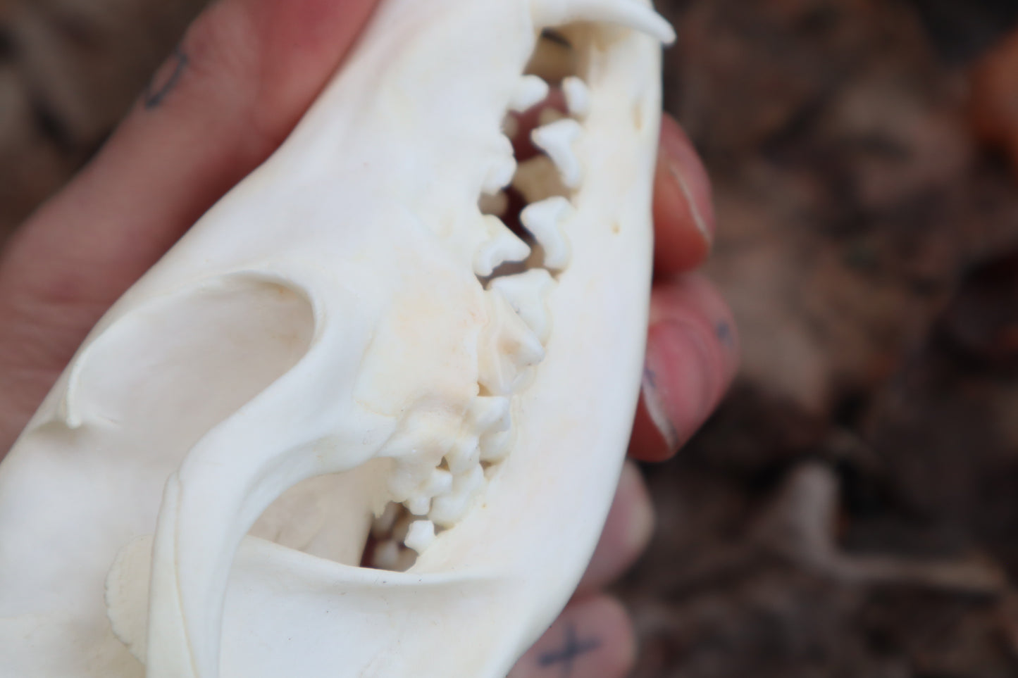 Red Fox Skull
