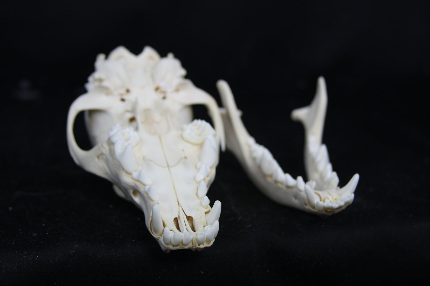 Juvenile Coyote Skull