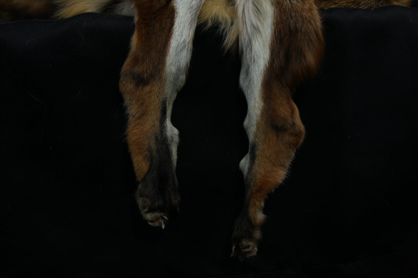 Lifesize Red Fox Wall Hanger