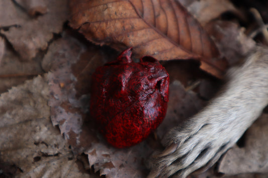 Dry Preserved Raccoon Heart and Paw