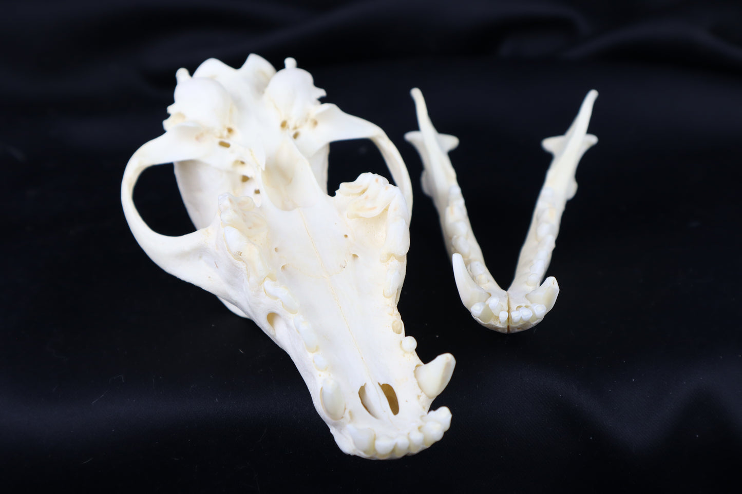 Geriatric Coyote Skull