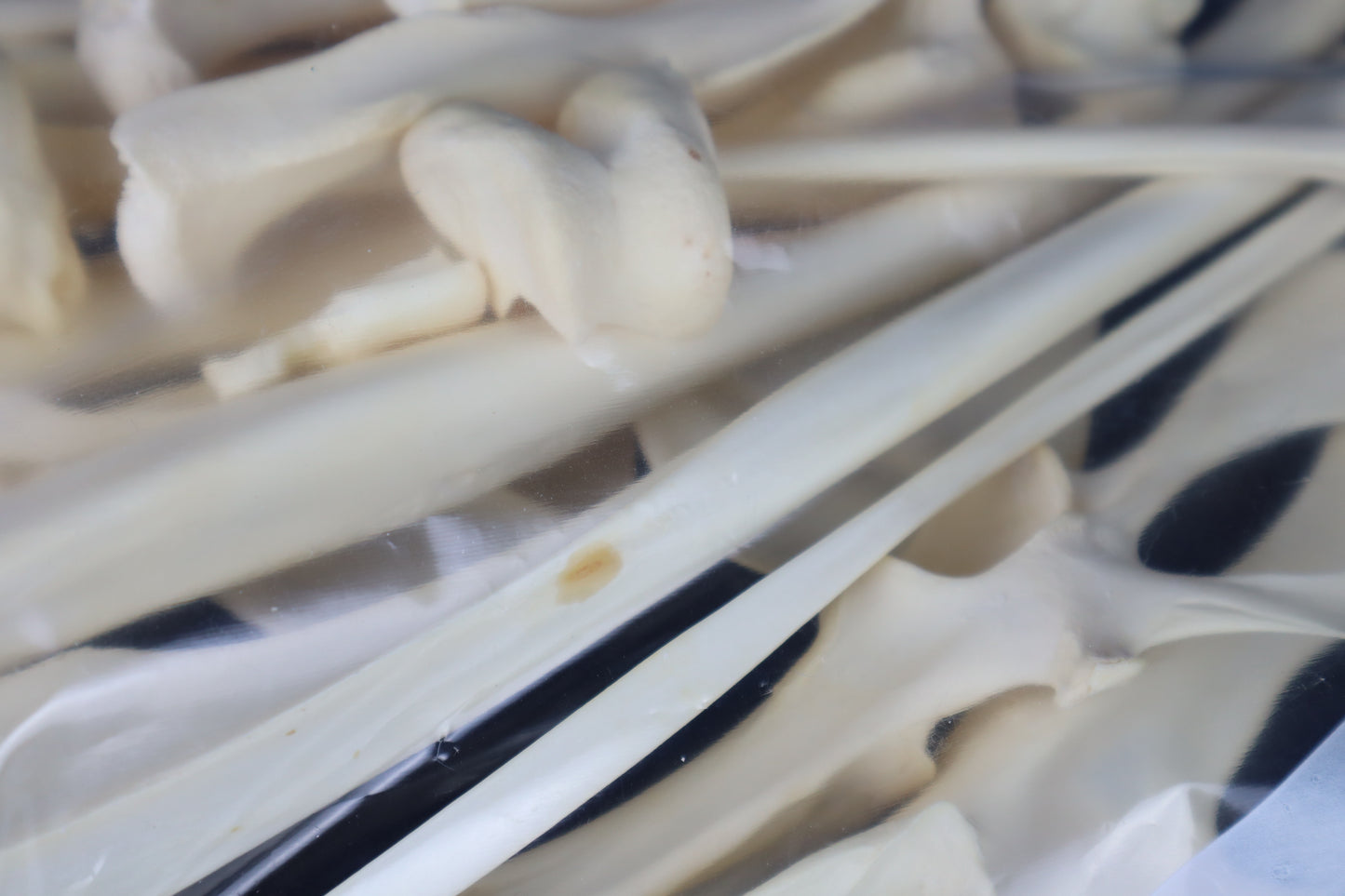 Wallaby Skeleton for Articulation